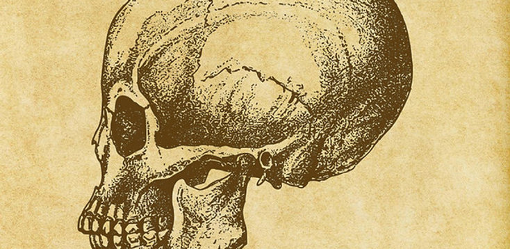 Antique anatomical skull illustration